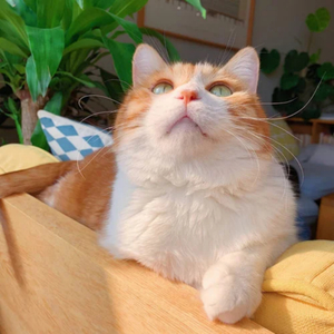 男人女人日逼视频
