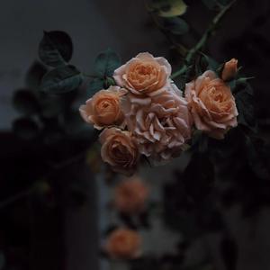 男人女人日逼视频
